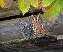 _MG_9928 gray phase and red phase screech owls.jpg