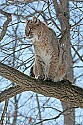 _MG_0223 bobcat in tree at the west virginia state wildlife center.jpg