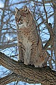 _MG_0251 bobcat in tree at the west virginia state wildlife center.jpg