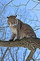 _MG_0291 bobcat in tree at the west virginia state wildlife center.jpg