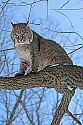 _MG_0312 bobcat in tree at the west virginia state wildlife center.jpg