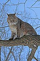 _MG_0314 bobcat in tree at the west virginia state wildlife center.jpg