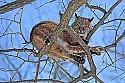 _MG_0448 bobcat in tree at the west virginia state wildlife center.jpg