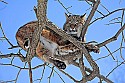 _MG_0450 bobcat in tree at the west virginia state wildlife center.jpg