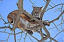 _MG_0459 bobcat in tree at the west virginia state wildlife center.jpg
