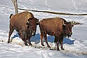 _MG_0726 bison in the snow at the west virginia state wildlife center.jpg