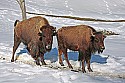 _MG_0727 bison in the snow at the west virginia state wildlife center.jpg