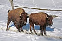 _MG_0728 bison in the snow at the west virginia state wildlife center.jpg