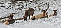 _MG_0787 elk in the snow at the west virginia state wildlife center.jpg