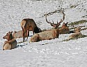 _MG_0800 elk in the snow at the west virginia state wildlife center.jpg