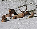 _MG_0801 elk in the snow at the west virginia state wildlife center.jpg
