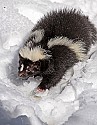 _MG_1042 skunk in the snow at the west virginia state wildlife center.jpg