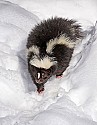 _MG_1049 skunk in the snow at the west virginia state wildlife center.jpg