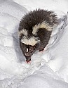 _MG_1049 striped skunk in the snow at the west virginia state wildlife center.jpg