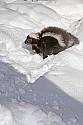 _MG_1056 striped skunk in the snow at the west virginia state wildlife center.jpg