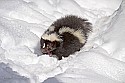 _MG_1058 striped skunk in the snow at the west virginia state wildlife center.jpg