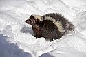 _MG_1061 striped skunk in the snow at the west virginia state wildlife center.jpg