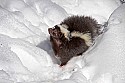 _MG_1080 striped skunk in the snow at the west virginia state wildlife center.jpg