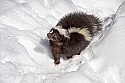 _MG_1086 striped skunk in the snow at the west virginia state wildlife center.jpg
