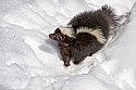 _MG_1091 striped skunk in the snow at the west virginia state wildlife center.jpg
