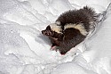 _MG_1092 striped skunk in the snow at the west virginia state wildlife center.jpg