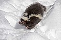 _MG_1097 striped skunk in the snow at the west virginia state wildlife center.jpg