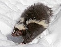 _MG_1098 striped skunk in the snow at the west virginia state wildlife center.jpg