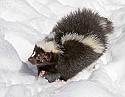 _MG_1099 striped skunk in the snow at the west virginia state wildlife center.jpg