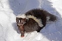 _MG_1112 striped skunk in the snow at the west virginia state wildlife center.jpg