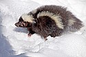 _MG_1129 striped skunk in the snow at the west virginia state wildlife center.jpg
