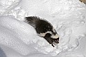 _MG_1141 striped skunk in the snow at the west virginia state wildlife center.jpg