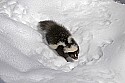 _MG_1143 striped skunk in the snow at the west virginia state wildlife center.jpg