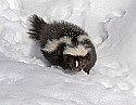 _MG_1150 striped skunk in the snow at the west virginia state wildlife center.jpg