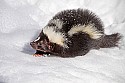 _MG_1163 striped skunk in the snow at the west virginia state wildlife center.jpg