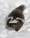_MG_1180 striped skunk in the snow at the west virginia state wildlife center.jpg