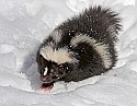 _MG_1184 striped skunk in the snow at the west virginia state wildlife center.jpg