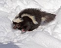 _MG_1197 striped skunk in the snow at the west virginia state wildlife center.jpg