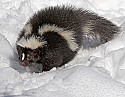 _MG_1198 striped skunk in the snow at the west virginia state wildlife center.jpg