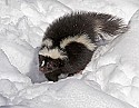 _MG_1206 striped skunk in the snow at the west virginia state wildlife center.jpg