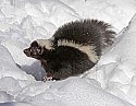 _MG_1210 striped skunk in the snow at the west virginia state wildlife center.jpg