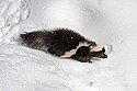 _MG_1235 striped skunk in the snow at the west virginia state wildlife center.jpg