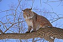 _MG_1244 bobcat in a tree at the west virginia state wildlife center.jpg