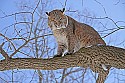 _MG_1251 bobcat in a tree at the west virginia state wildlife center.jpg