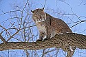 _MG_1255 bobcat in a tree at the west virginia state wildlife center.jpg