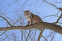 _MG_1264 bobcat in a tree at the west virginia state wildlife center.jpg