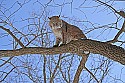_MG_1267 bobcat in a tree at the west virginia state wildlife center.jpg