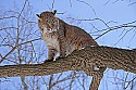_MG_1288 bobcat in a tree at the west virginia state wildlife center.jpg