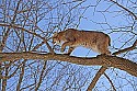 _MG_1305 bobcat in a tree at the west virginia state wildlife center.jpg