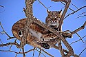 _MG_1313 bobcat in a tree at the west virginia state wildlife center.jpg