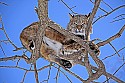 _MG_1325 bobcat in a tree at the west virginia state wildlife center.jpg